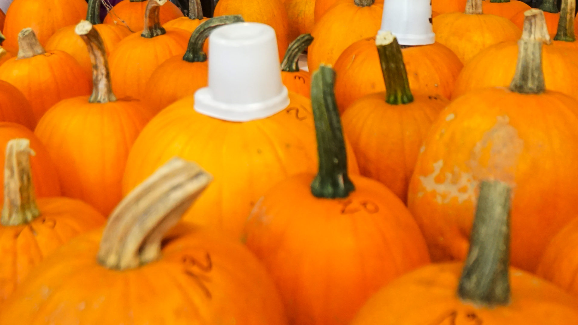 fêtes de la courge 2016-0003