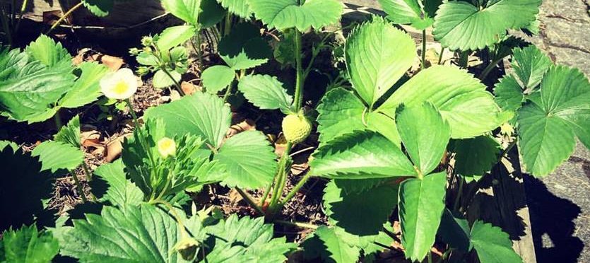 potager, CPO, partager