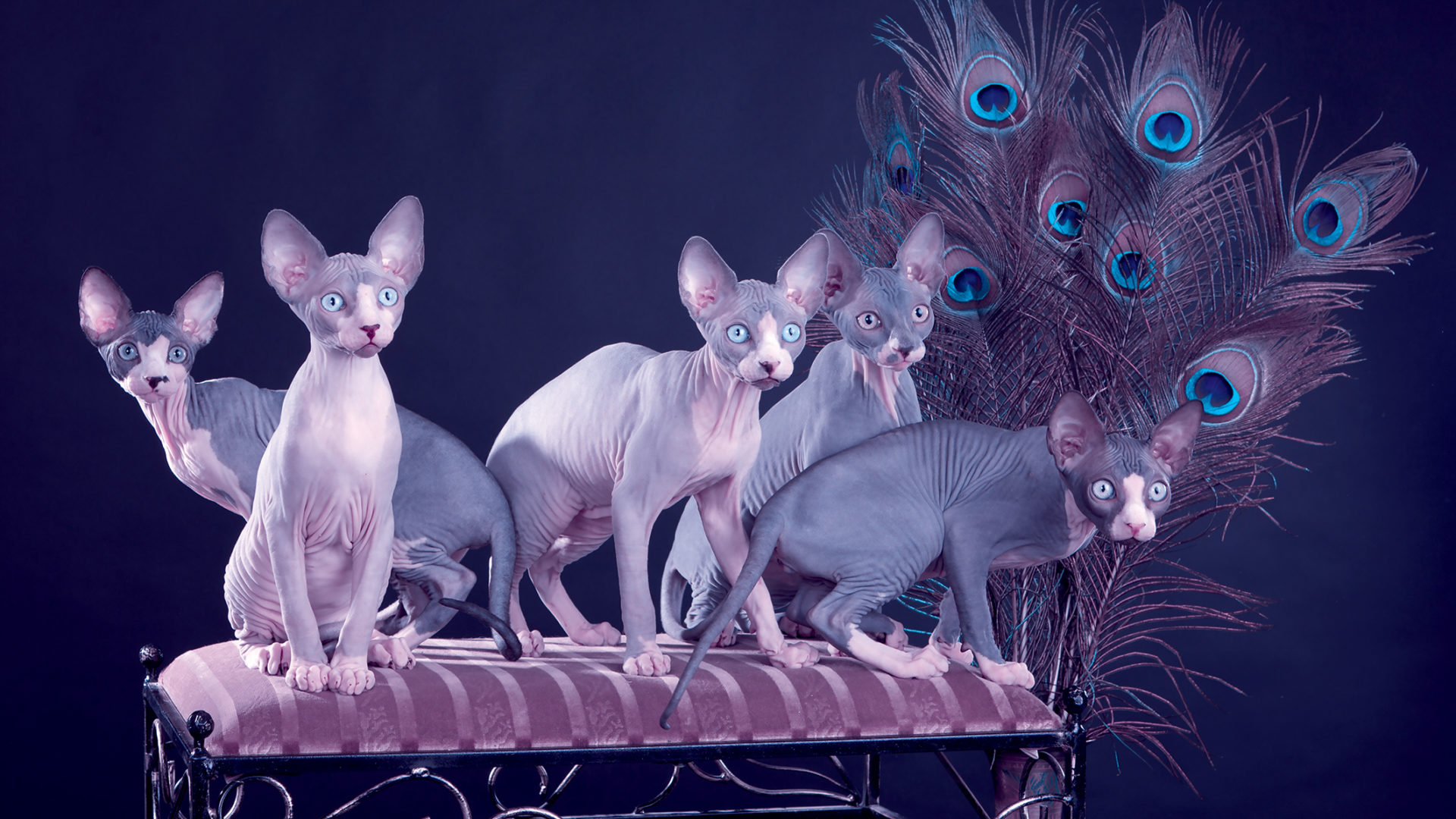 Five sphynx kitten